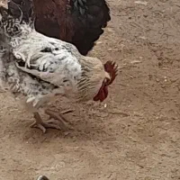 فروش ۳ عدد خروس