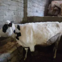 گاوآبستن وگوساله سالم