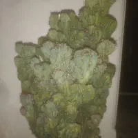 کاکتوس صخره ای