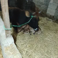 گاو گوساله جرزی