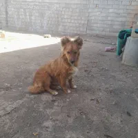 سگ پاپی فروشی