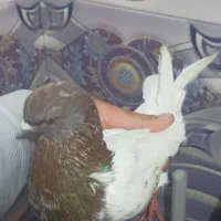 کبوتر قرمز باش هواخور