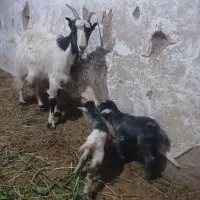 بز بزغاله دوقول میش  بره