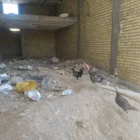 بوقلمون معاوضه