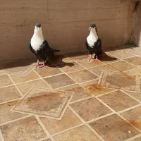 کبوتر کرباتی