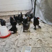 مرغ و خروس برهما