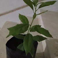 نهال آووکادو بذری بابل