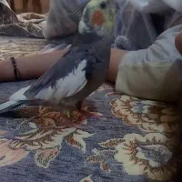 عروس هلندی گم شده|پرنده|شاهین‌شهر, خانه کارگر|دیوار