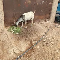 بز جزیره‌ای|حیوانات مزرعه|بندر دیر, |دیوار