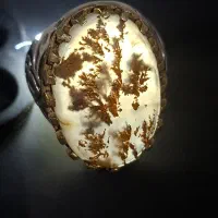 شجر پایزی