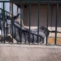 الاغ ( خرماده باکره)|حیوانات مزرعه|زرقان, |دیوار