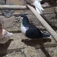 کبوتر نقش|پرنده|مبارکه, |دیوار