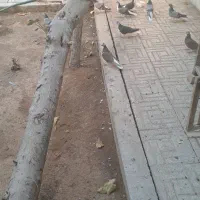 تعدادی کفتر نر بدرنگ|پرنده|شاهین‌شهر, شهرک پردیس|دیوار