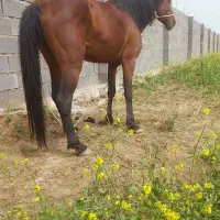 اسب|اسب و تجهیزات اسبسواری|ایذه, |دیوار