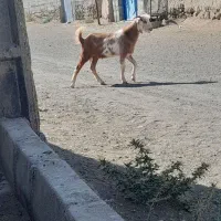 بزغاله نر