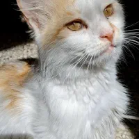 گربه|گربه|بهبهان, |دیوار