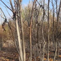 نهالستان گردو|خدمات باغبانی و درختکاری|سنندج, |دیوار