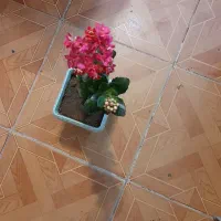 گل و گیاه|گل و گیاه طبیعی|اردبیل, |دیوار