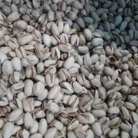 پسته تازه امسالی کله قوچی دستچین اکبری مغز