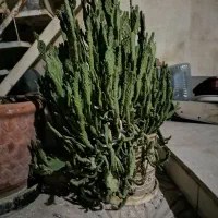 دو عدد کاکتوس|گل و گیاه طبیعی|شیراز, دارالرحمه|دیوار