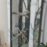 عروس هلندی با قفس