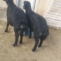 بره قوچ قره قزل