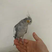 عروس پاریس ماده|پرنده|اهواز, شهرک برق|دیوار