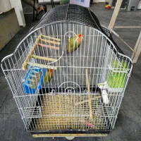 طوطی برزیلی|پرنده|شیراز, شهرک مهدیه|دیوار