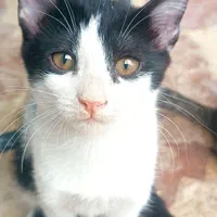 واگذاری بچه گربه