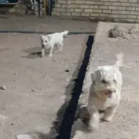 سگ ماده و نر