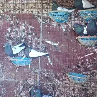 کبوترسینه سیاه چشم وچنگ سفیدفروشی