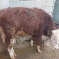 گوساله نر سمینتال درجه یک