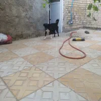 سگ پا کوتاه اشپیتز نر