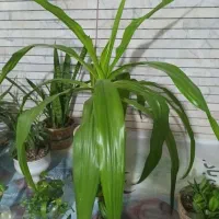 گلدان طبیعی