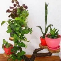 انواع گلدان و استند گلدان|حراج|گنبد کاووس, |دیوار