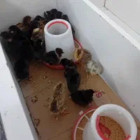 جوجه مطلب به تعداد ۳۵ عدد