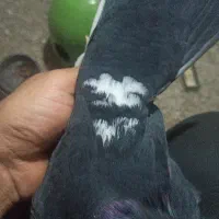 سیاه پلنگ ریش کنده|پرنده|کرمان, |دیوار