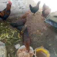 فروش مرغ محلی درجم