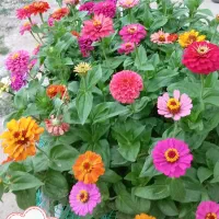 بذرگل های فصلی|گل و گیاه طبیعی|کرمان, |دیوار