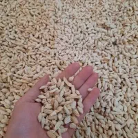 بذر نارنج خیس و خشک موجود است