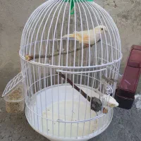 قناری نر یک ساله|پرنده|دینور, |دیوار