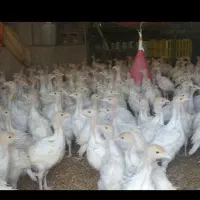 جوجه بوقلمون بیوتی ۶در سقز