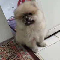 توله سگ پامر خرسی 3ماهه