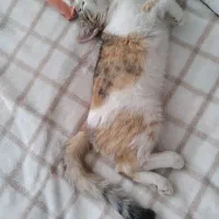 واگذاری گربه