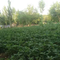 فروش انگور