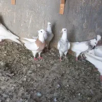 ۲۵عدد طوقی نسل هفرنگ و زرین آبی