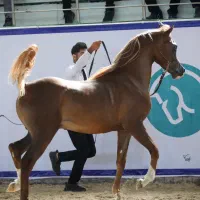 دو‌راس اسب دوسر عرب مصری