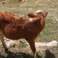 سلام‌فروشی