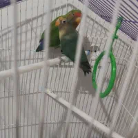 طوطی برزیلی|پرنده|نوشهر, |دیوار