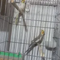 فروش عروس هلندی جفتی ۲تومن